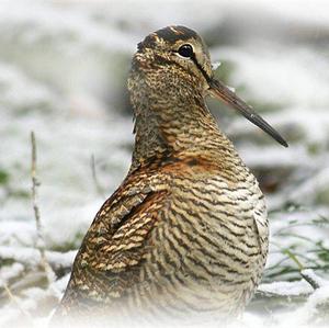 Eurasian Woodcock