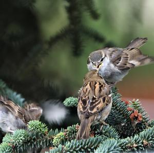 House Sparrow