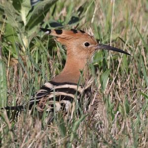 Eurasian Hoopoe