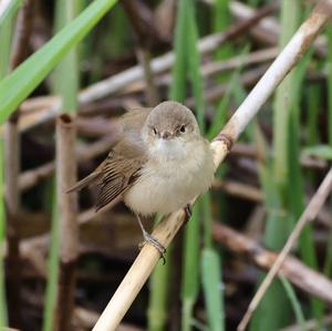 Eurasian Reed-warbler