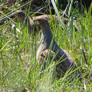 Grey Partridge