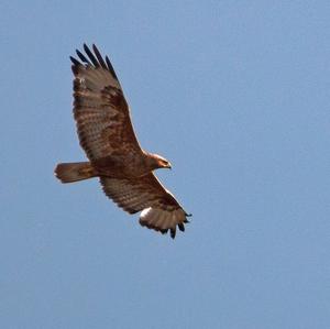 Long-legged Buzzard