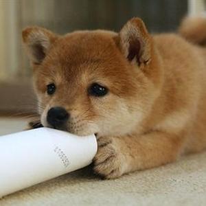 Shiba Inu