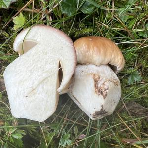 Steinpilz