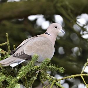 Eurasian Collared-dove