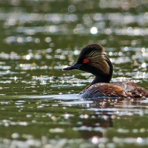 Horned Grebe