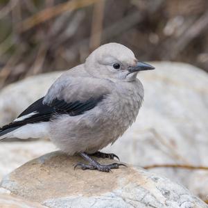 Clark's Nutcracker