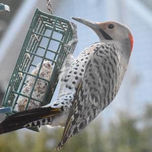 Northern Flicker