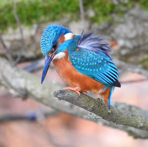 Common Kingfisher