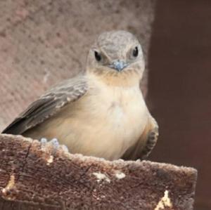 Eurasian Crag-martin