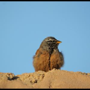 House Bunting