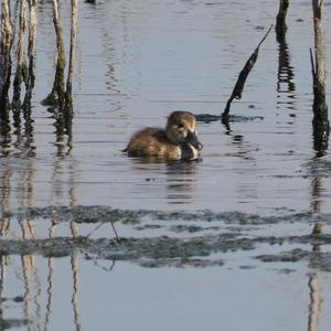 Common Pochard