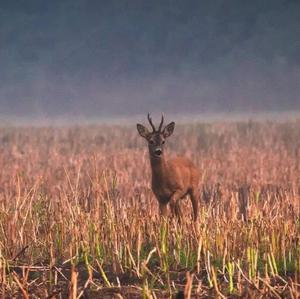 European Roe Deer