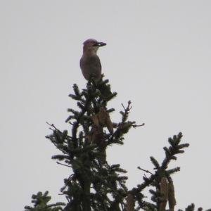 Eurasian Jay