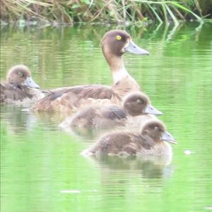 Tufted Duck