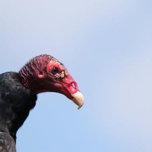 Turkey Vulture