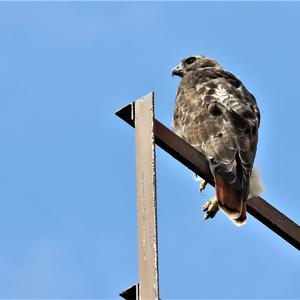 Rotschwanzbussard