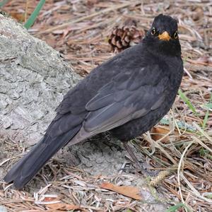 Eurasian Blackbird