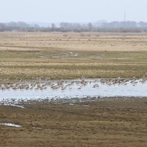 Eurasian Curlew