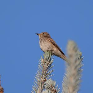 Spotted Flycatcher