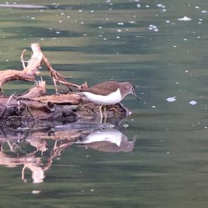 Common Sandpiper