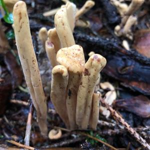 Pestle-shaped Coral