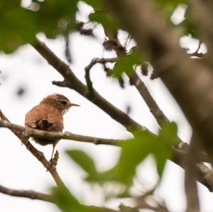 Winter Wren