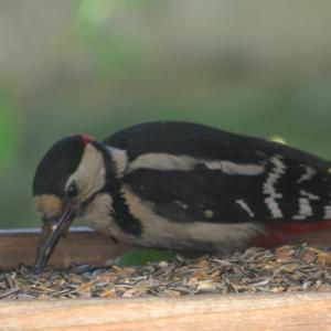 Great Spotted Woodpecker