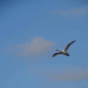 Mute Swan