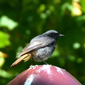 Black Redstart