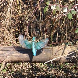 Common Kingfisher