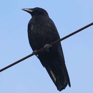 Carrion Crow