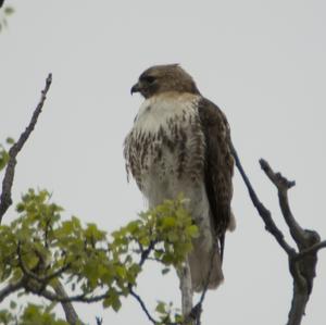 Prairie Falcon