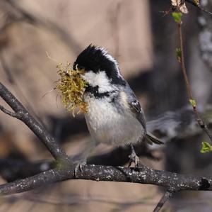 Coal Tit