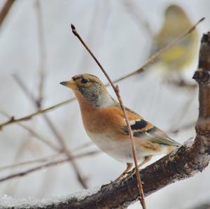 Brambling