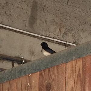 Barn Swallow