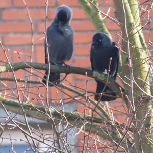 Eurasian Jackdaw