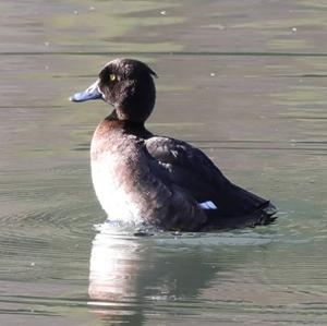 Tufted Duck