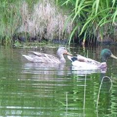 Mallard