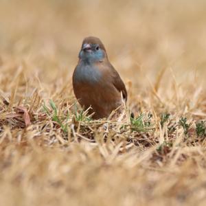 Blue-breasted Cordonbleu