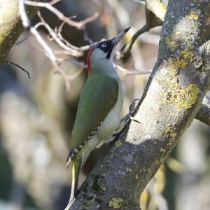 Eurasian Green Woodpecker