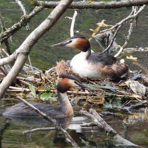 Great Crested Grebe