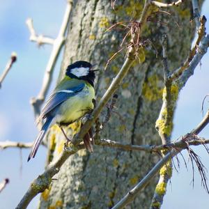 Great Tit