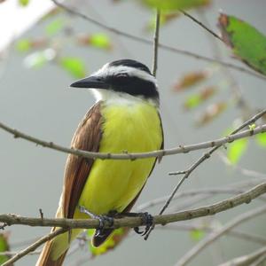 Great Kiskadee