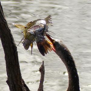 Amerikanischer Schlangenhalsvogel