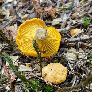 Chanterelle, Common