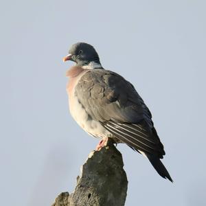 Common Wood-pigeon