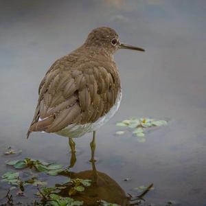 Waldwasserläufer