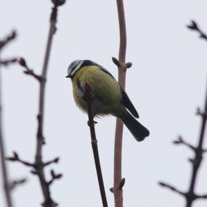 Blue Tit