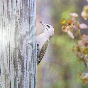 Grey-faced Woodpecker